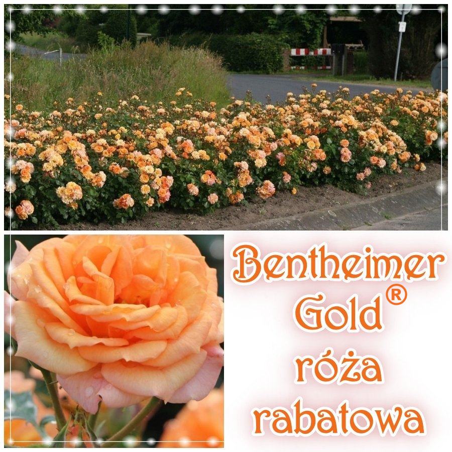 Bentheimer Gold róże rabatowe kol